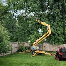 How Our Tree Care Process Works  in  Healdsburg, CA
