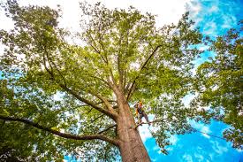 Tree and Shrub Care in Healdsburg, CA
