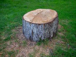 Best Tree Disease Treatment  in Healdsburg, CA