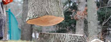 Trusted Healdsburg, CA Tree Care Experts