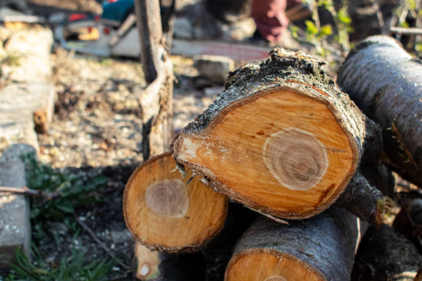 Best Tree Mulching  in Healdsburg, CA