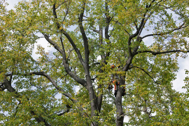 Best Root Management and Removal  in Healdsburg, CA