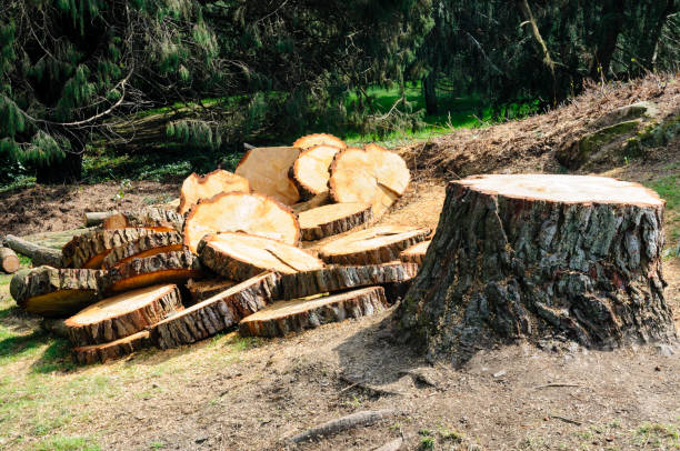 Best Leaf Removal  in Healdsburg, CA